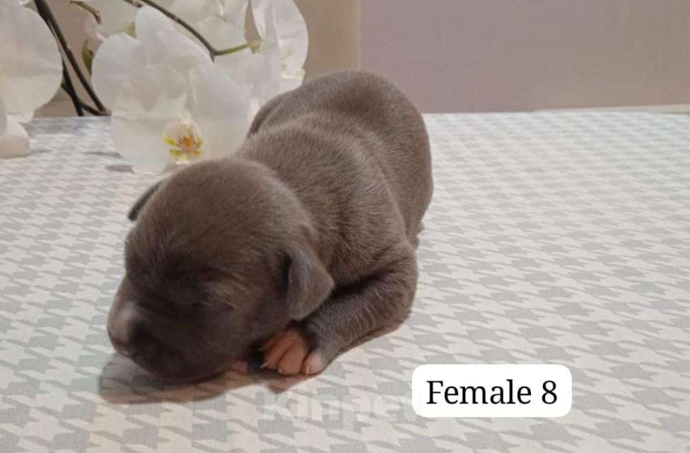 Собаки в Краснодаре: Щенки амстаффа документы РКФ Девочка, 50 000 руб. - фото 7