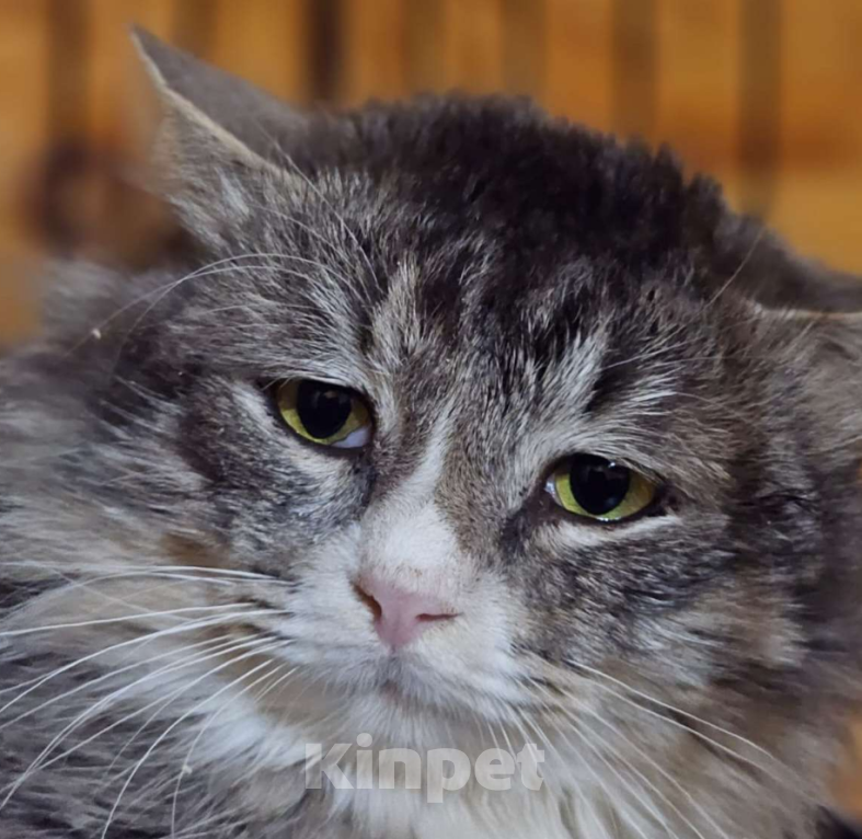 Кошки в Москве: Ласковый и спокойный пушистый кот Сережа в добрые руки Мальчик, 1 руб. - фото 4