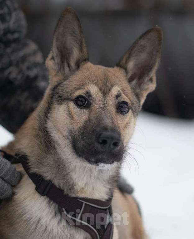 Собаки в Москве: Патрик Мальчик, Бесплатно - фото 2