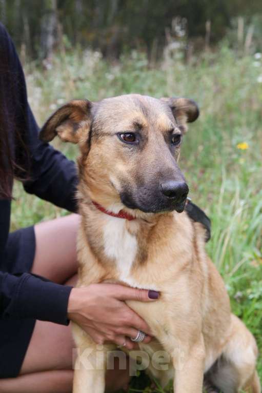 Собаки в Москве: Яся Девочка, Бесплатно - фото 24