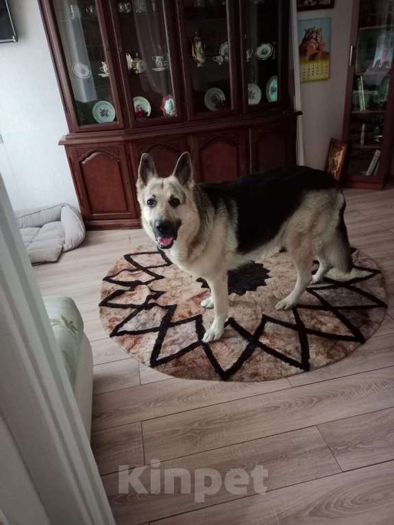 Собаки в Москве: В добрые руки Мальчик, Бесплатно - фото 5