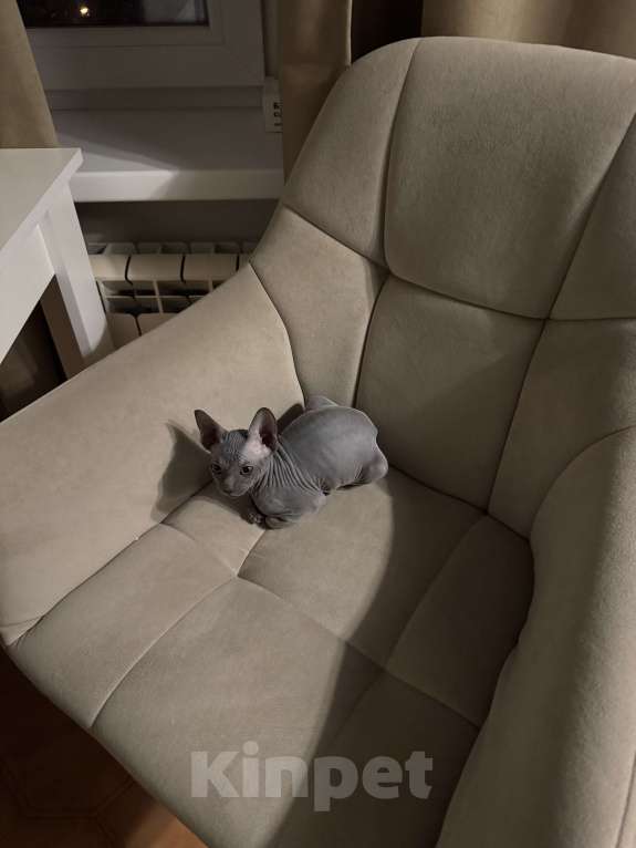 Кошки в Москве: Сфинкс голубой девочка котенок Девочка, 47 000 руб. - фото 2