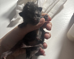 Кошки в Иваново: Новорожденный котенок Девочка, Бесплатно - фото 1
