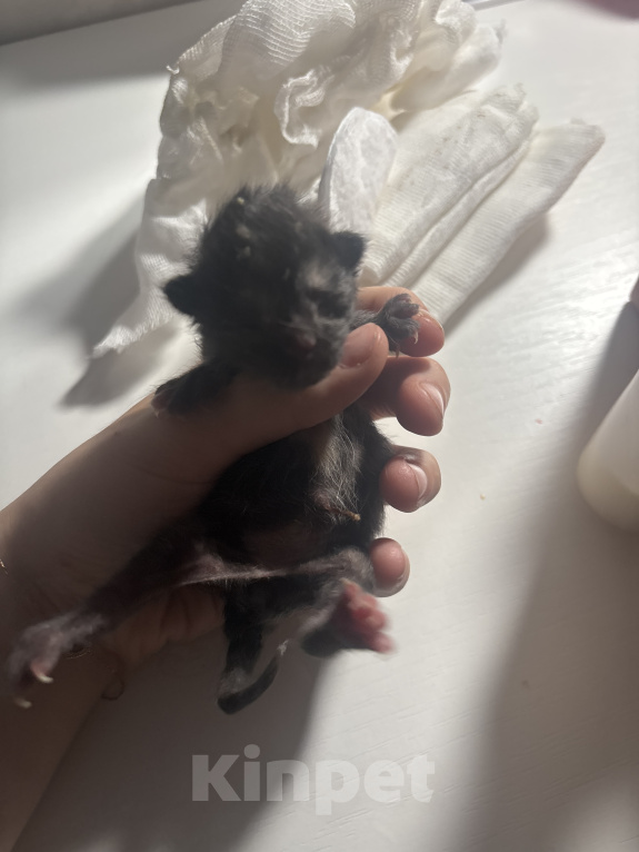 Кошки в Иваново: Новорожденный котенок Девочка, Бесплатно - фото 1