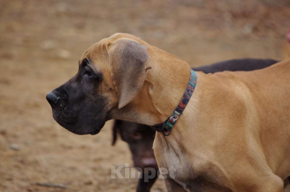Собаки в других городах Приморского края: Щенок немецкого дога. Кобель Мальчик, Бесплатно - фото 2