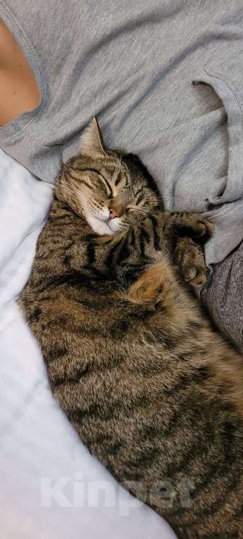 Кошки в Москве: Соня 4 года Девочка, Бесплатно - фото 2