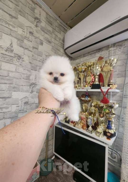 Собаки в Москве: Крошка на ладошку мальчик мини померанский шпиц Мальчик, Бесплатно - фото 2