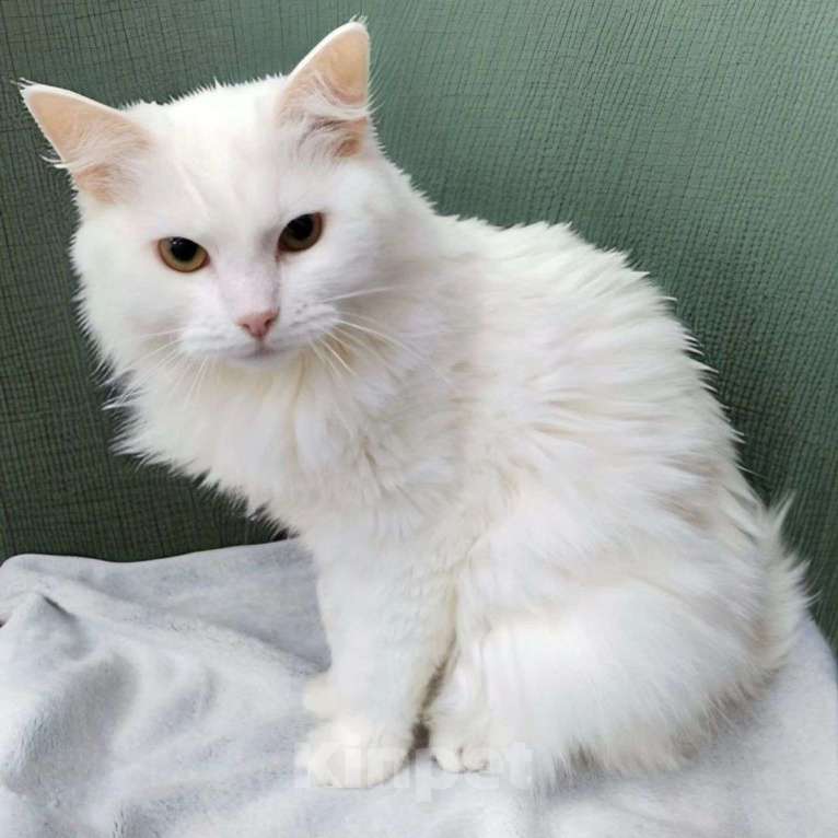 Кошки в Москве: Белая пушистая кошечка в добрые руки Девочка, Бесплатно - фото 2