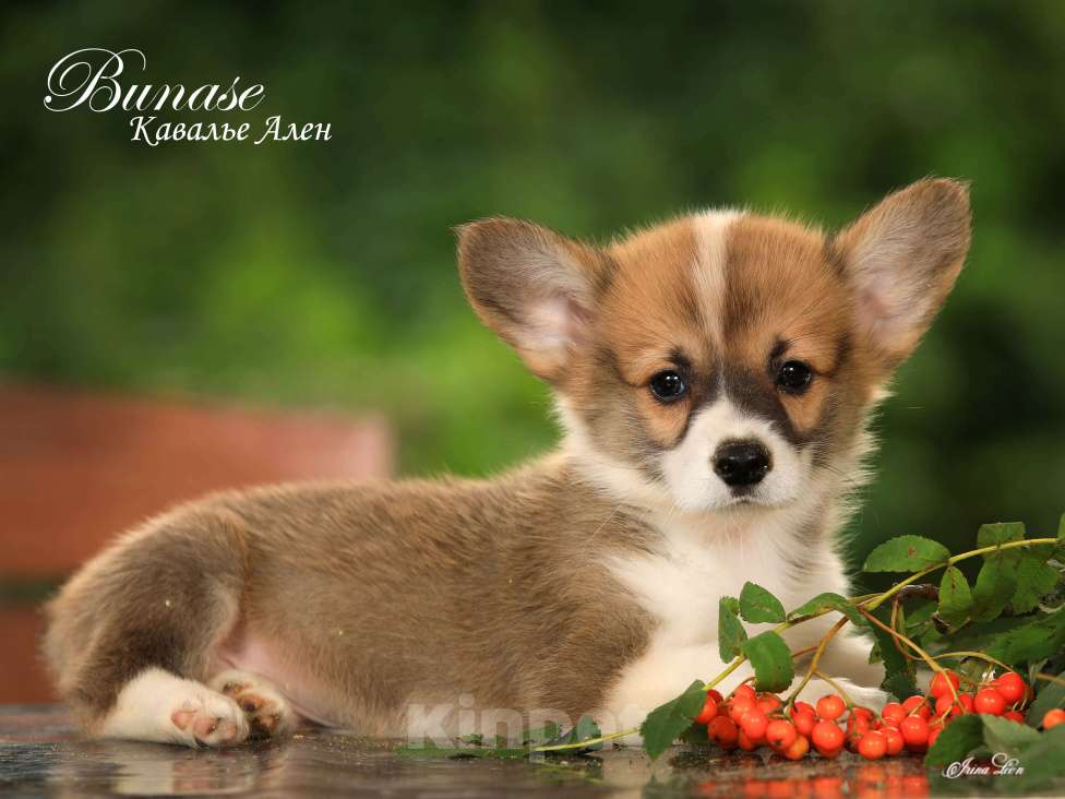 Собаки в других городах Московской области: Бунасе Кавалье Ален Мальчик, 40 000 руб. - фото 5