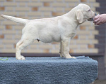 Собаки в других городах Московской области: Палевые щенки Лабрадора от Чемпиона Мира Мальчик, 90 000 руб. - фото 7