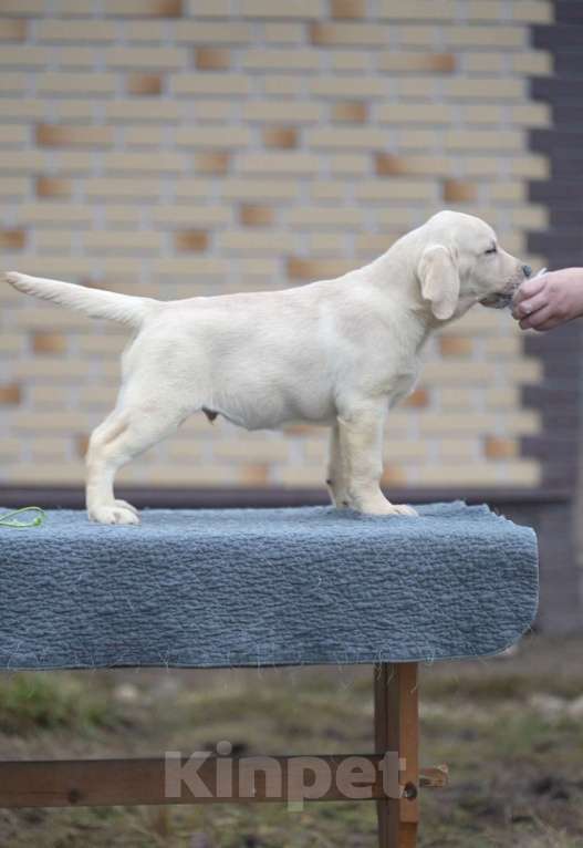 Собаки в других городах Московской области: Палевые щенки Лабрадора от Чемпиона Мира Мальчик, 90 000 руб. - фото 7