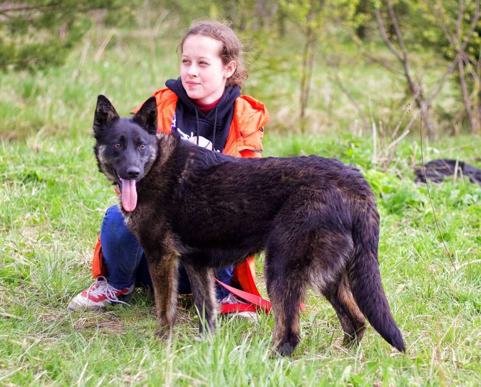 Собаки в Наро-Фоминске: Девочка, щенок, подросток Девочка, Бесплатно - фото 4
