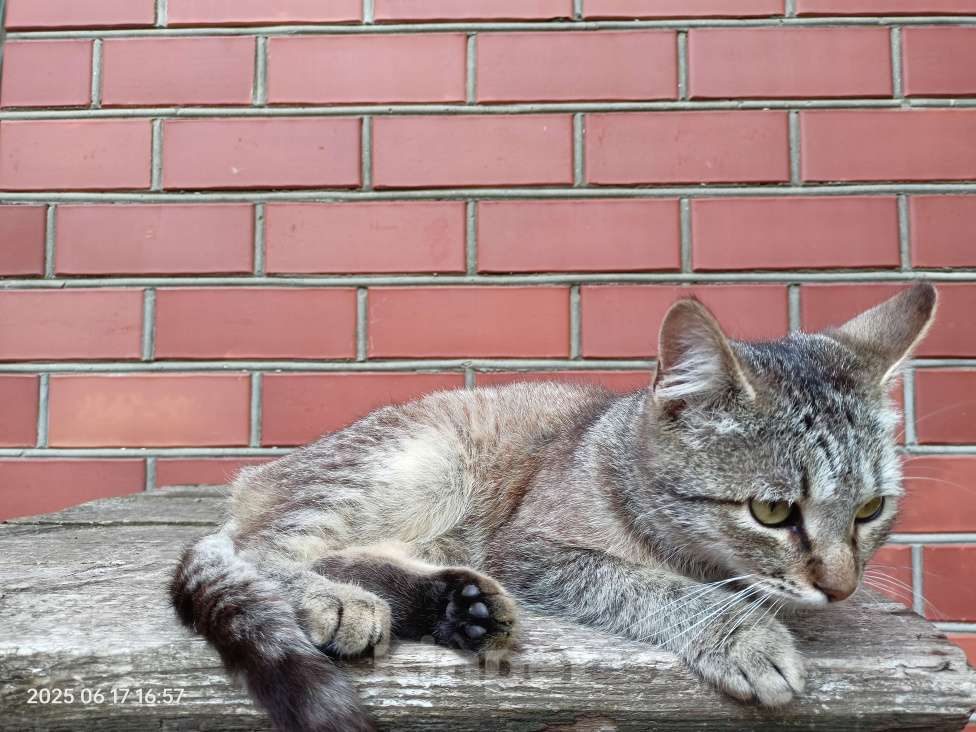 Кошки в Краснодаре: Годовалый котик Мальчик, Бесплатно - фото 3