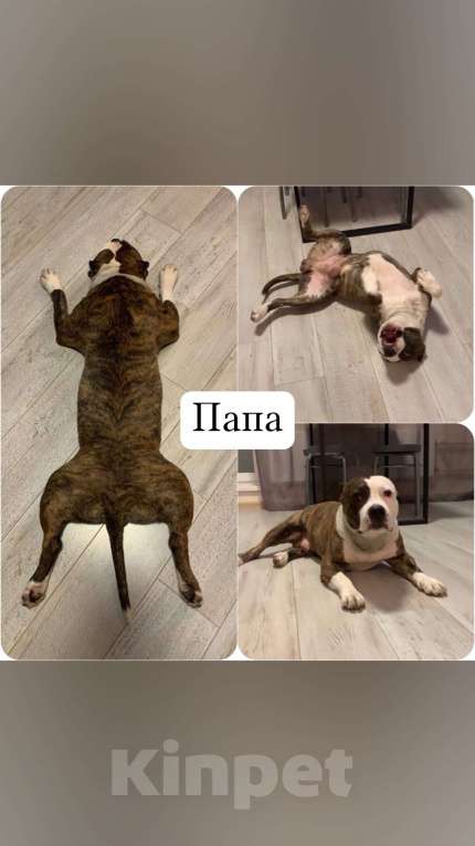 Собаки в Челябинске: Продам АСТ Разнополые, 17 000 руб. - фото 3