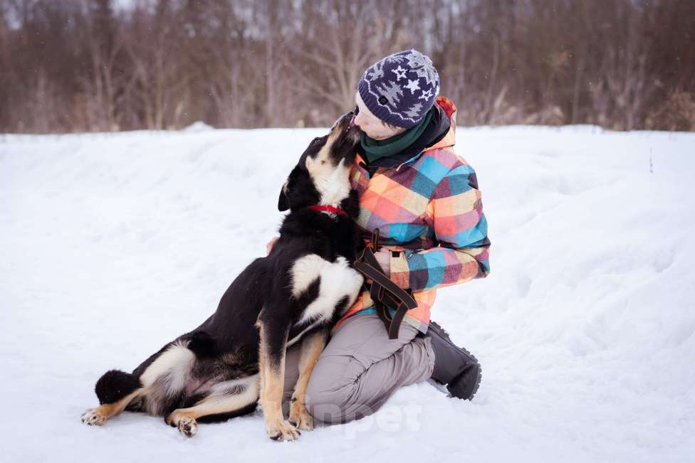 Собаки в Москве: Агата ищет свой дом Девочка, Бесплатно - фото 4