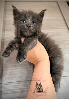 Котик голубой солид
