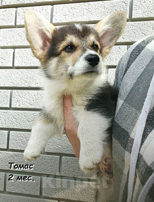 Собаки в Екатеринбурге: Толстопопый милаш Вельш-корги Пемброк Томас Мальчик, 55 000 руб. - фото 4