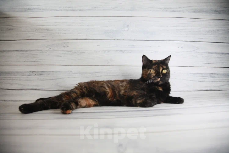 Кошки в Пушкино: БриТося - Британская черепаха  Девочка, 100 руб. - фото 7