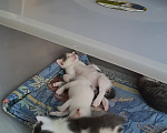 Кошки в Кемерово: Котята Разнополые, Бесплатно - фото 8