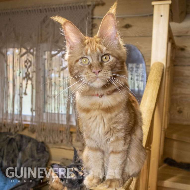 Кошки в других городах Воронежской области: Guinevere Dark Flame Девочка, 50 000 руб. - фото 9
