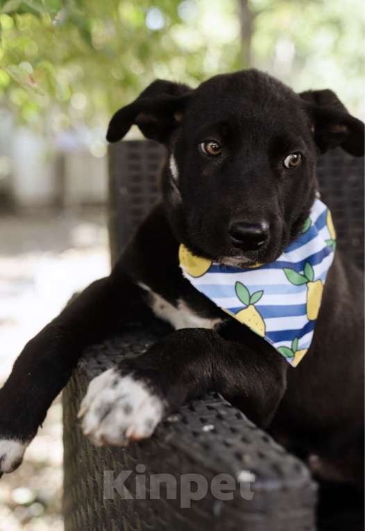 Собаки в Москве: Кай - щенок, смотрящий прямо в душу, ищет любящую семью! Мальчик, Бесплатно - фото 5