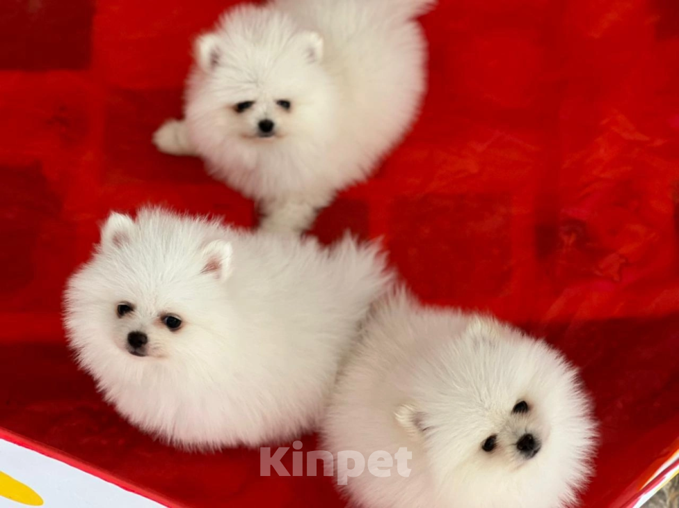 Собаки в Самаре: Щеночки Шпиц🐶❤️ Мальчик, 50 000 руб. - фото 2