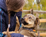 Собаки в Москве: Собака из приюта ищет дом и семью Мальчик, Бесплатно - фото 8