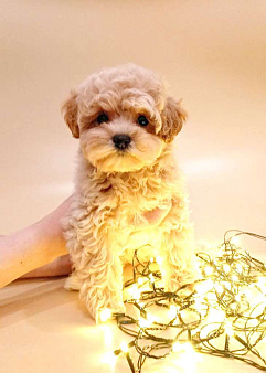 мальтипу F1 мини, карамельный мальчик  