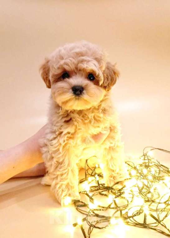 Собаки в других городах Свердловской области: мальтипу F1 мини, карамельный мальчик   Мальчик, 100 000 руб. - фото 1