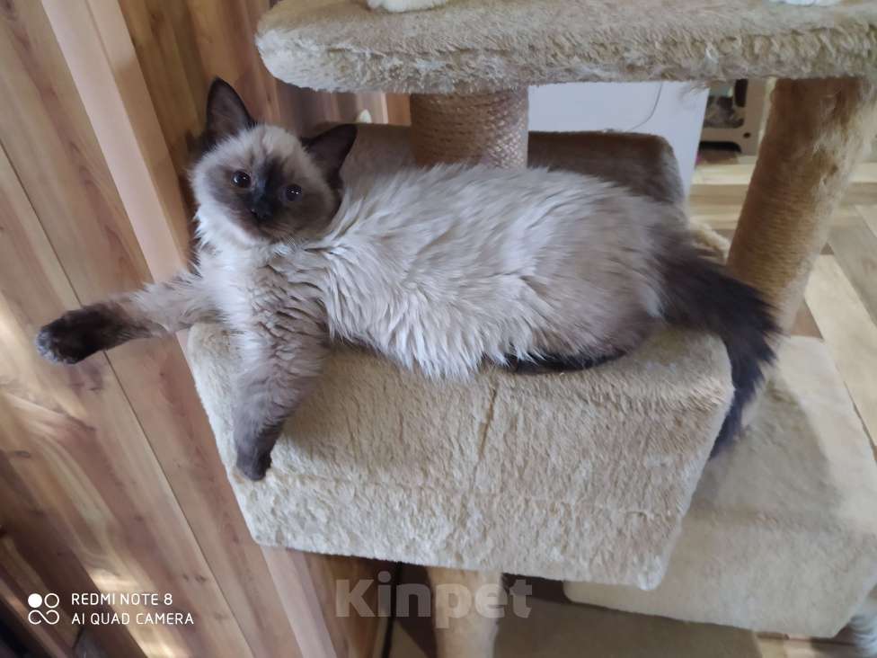 Кошки в Барнауле: Продажа котят породы Регдолл Мальчик, 40 000 руб. - фото 1