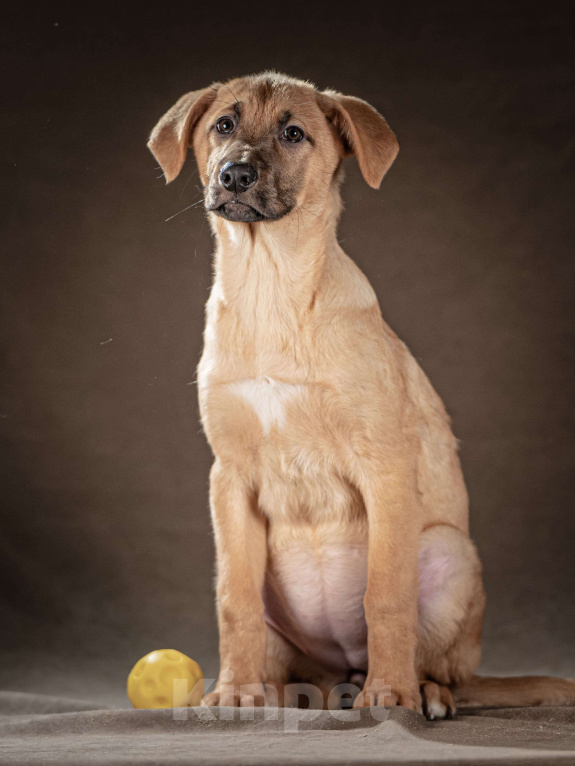 Собаки в Клине: Мегги — спокойная и чуткая девочка, которая ищет заботливые руки, чтобы дарить вам свою нежность Девочка, Бесплатно - фото 2