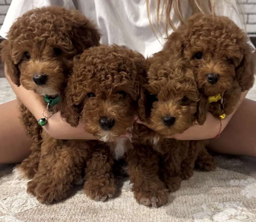 Собаки в Москве: Той пуделята♥️ Мальчик, 60 000 руб. - фото 1