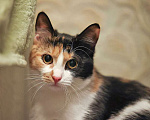 Кошки в Москве: Очаровательная трёхцветка Лора в поиске дома Девочка, 10 руб. - фото 7