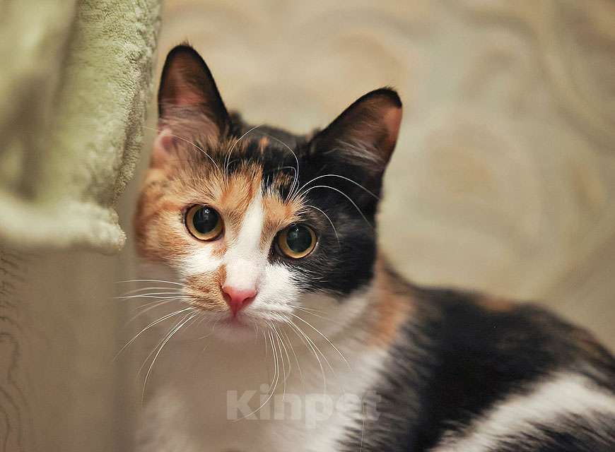 Кошки в Москве: Очаровательная трёхцветка Лора в поиске дома Девочка, 10 руб. - фото 7