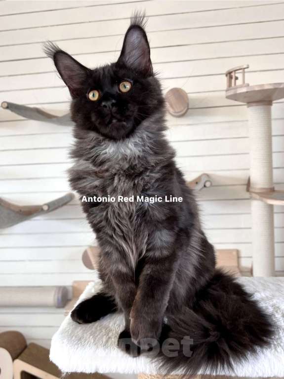 Кошки в Наро-Фоминске: Antonio. Male. MCO ns Born 20.11.2024 Мальчик, 100 000 руб. - фото 5