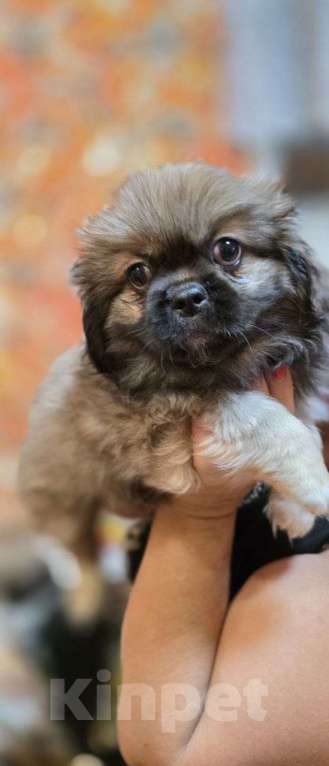 Собаки в Таганроге: Щенки Пекинеса 5000 руб.  Мальчик, 5 000 руб. - фото 4