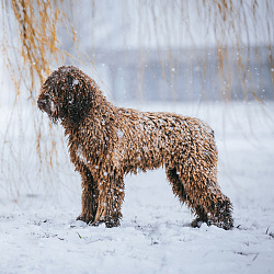 Испанская водяная собака