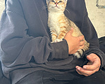 Кошки в Каменске-Уральском: Котенок бесплатно Девочка, Бесплатно - фото 2