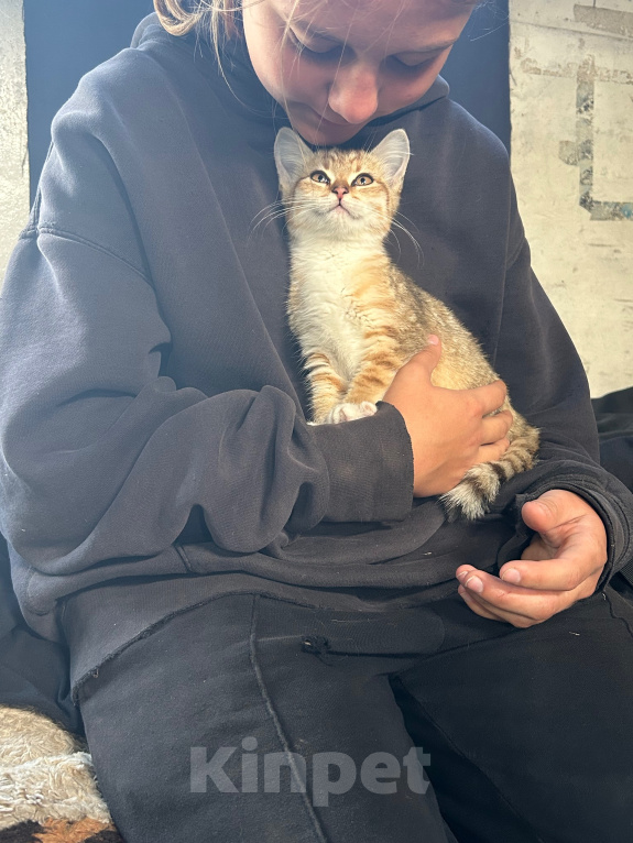 Кошки в Каменске-Уральском: Котенок бесплатно Девочка, Бесплатно - фото 2