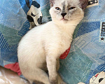Кошки в Москве: Трехмесячный котенок-девочка в добрые руки Девочка, Бесплатно - фото 2