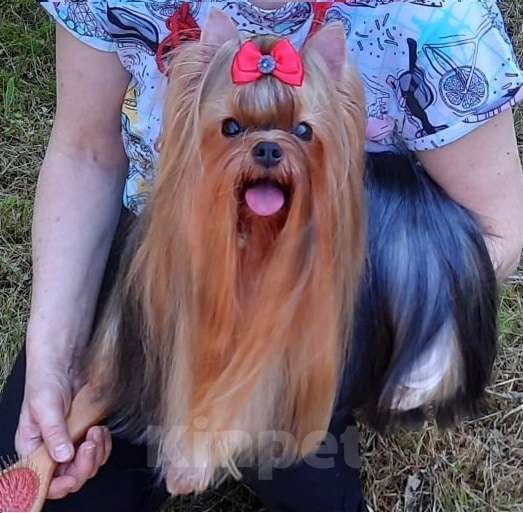 Собаки в Москве: Йорк мальчик Мальчик, 45 000 руб. - фото 7