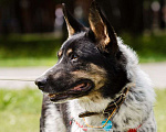 Собаки в Москве: Понтий Мальчик, Бесплатно - фото 4