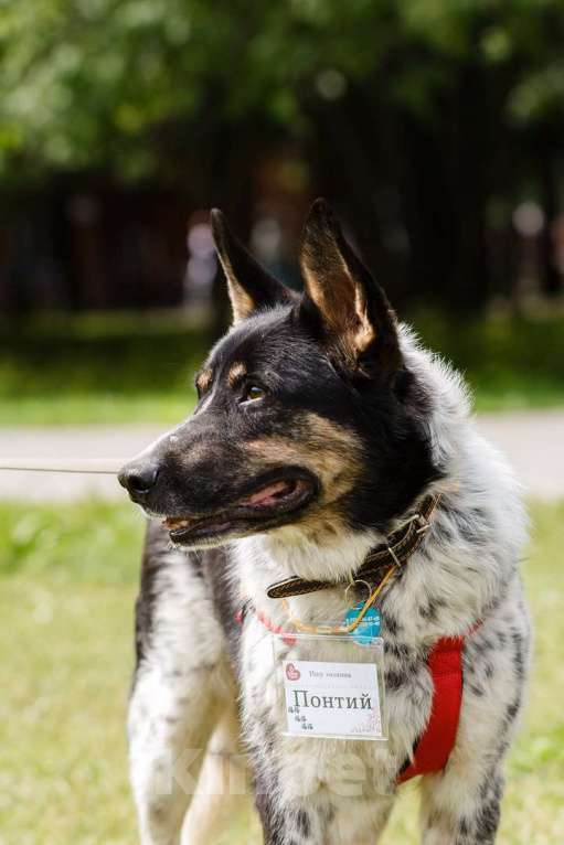 Собаки в Москве: Понтий Мальчик, Бесплатно - фото 4