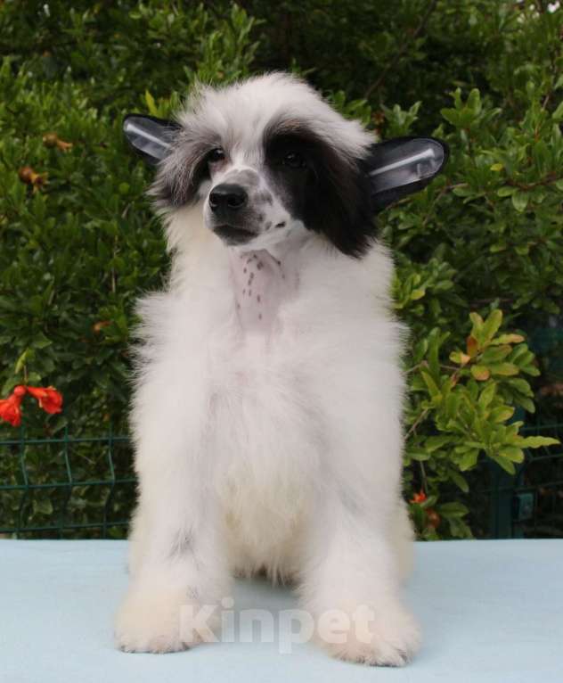 Собаки в Феодосии: Пуховая девочка китайской хохлатой собачки Девочка, Бесплатно - фото 6