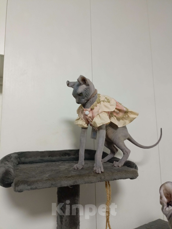 Кошки в Москве: Солидная голубая девочка эльф Мальчик, 180 000 руб. - фото 2