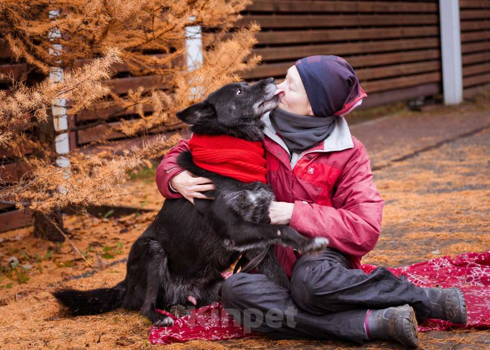 Собаки в Москве: Собака из приюта в добрые руки Мальчик, Бесплатно - фото 7