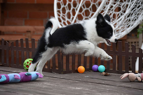 Ненецкая оленегонная лайка, сука Дакота.