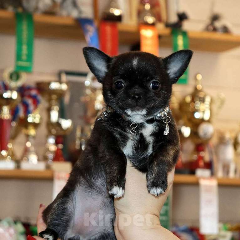 Собаки в Москве: Тигровая чихуахуа Девочка, 55 000 руб. - фото 1