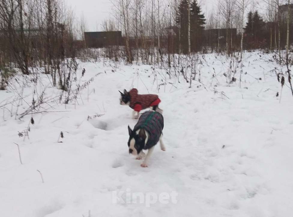 Собаки в Пскове: Бостон терьер, девочки Девочка, 50 000 руб. - фото 6