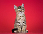 Кошки в Москве: Очаровательный ручной котенок Чип в добрые руки Мальчик, 1 руб. - фото 3